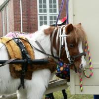 Happy In Hooves Pony Parties & Events