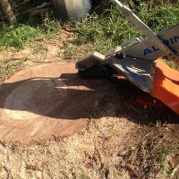 Daily Grind Stump Grinding