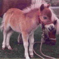 Oaklea Miniature Horses