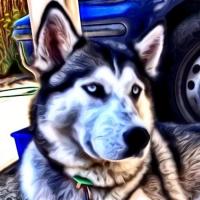 Zeus, The NZ Husky