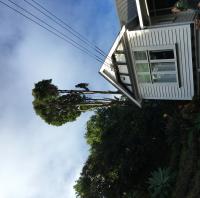 Auckland Tree Removals and Garden Maintenance