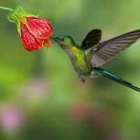 Hummingbird Home Services
