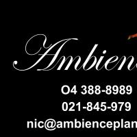 Ambience Plants