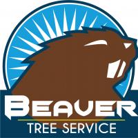 Beaver Trees Taupo