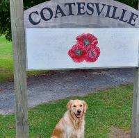 Coatesville Dog Training CDT