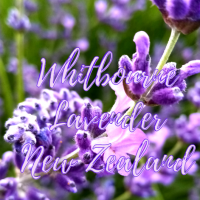 Whitbourne Lavender