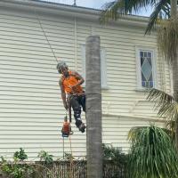 Arborist North Shore Auckland