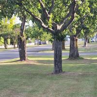 Strategic Mowing Services