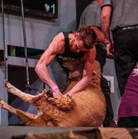 Tararua Lifestyle Shearing