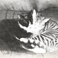 Beavers Pet Products