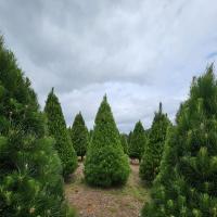 Festivity Christmas Trees