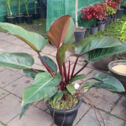 Philodendron Red Congo 10l Neighbourly Bucklands Beach Auckland