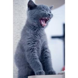 Looking For A Russian Blue Cat Or Kitten Neighbourly Grey Lynn Auckland Looking For A Russian Blue Cat Or Kitten Neighbourly Grey Lynn Auckland