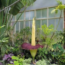 Foul-smelling corpse flower blooms at Auckland Wintergardens - Neighbourly  Epsom, Auckland