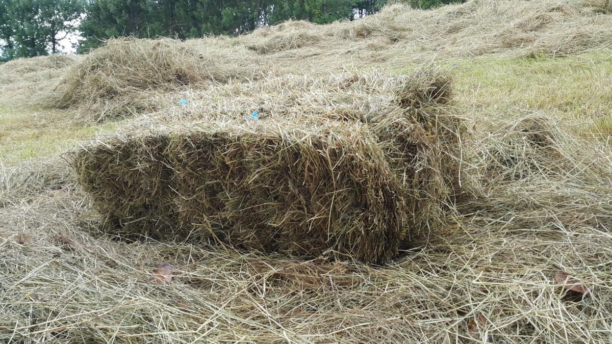 Meadow Hay for, sale Neighbourly Hope, Richmond