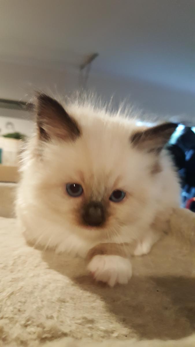 local ragdoll kittens for sale