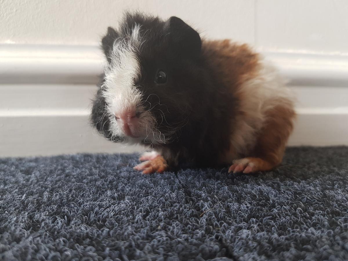 Baby abyssinian 2024 guinea pig