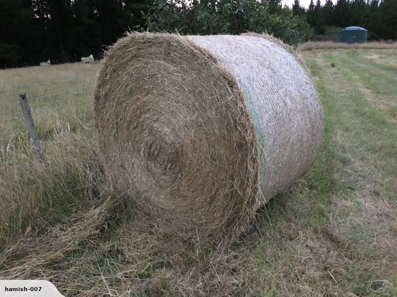 straw bales for sale nz