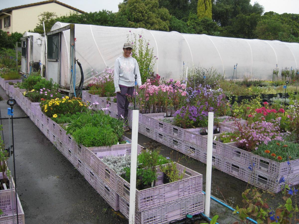 Just Plants Nursery Neighbourly Karamu Waipatu, Hastings