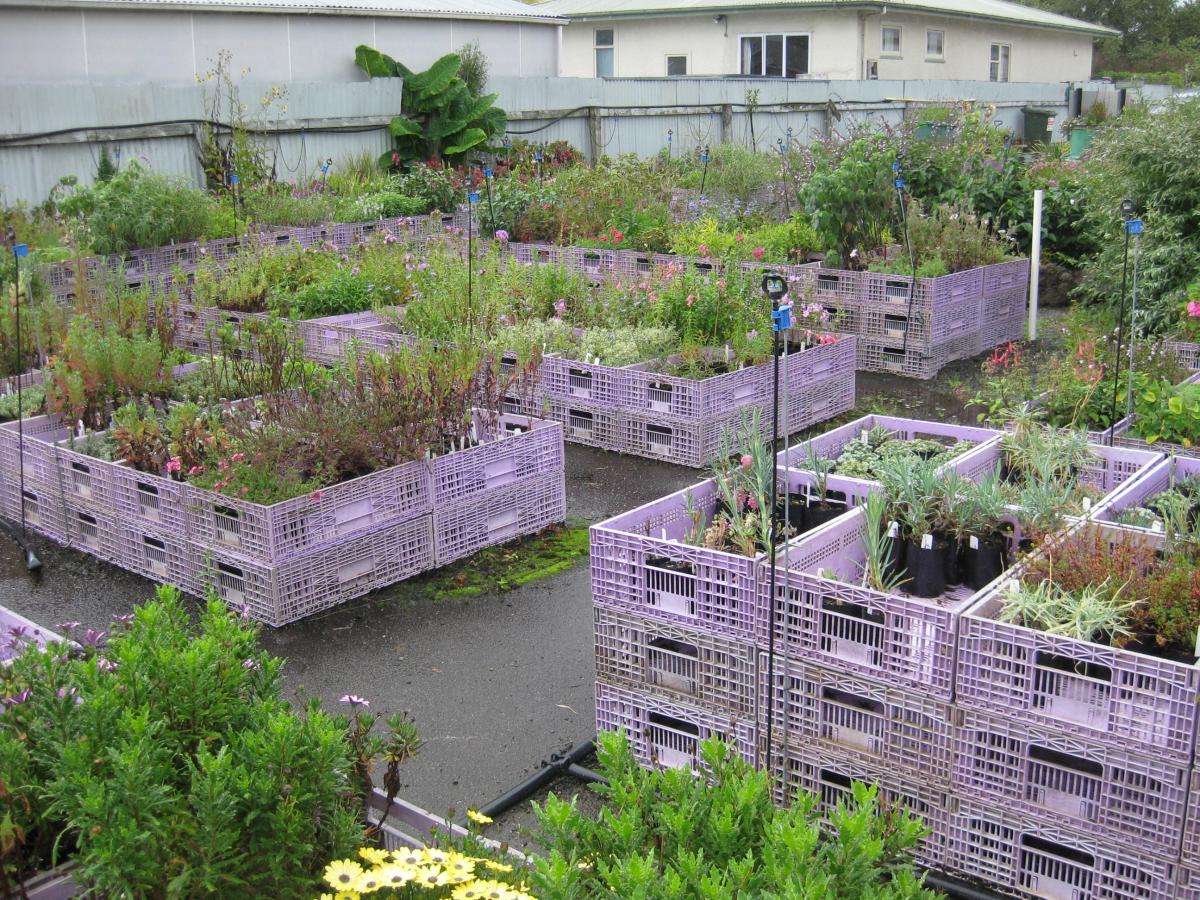 Just Plants Nursery Neighbourly Karamu Waipatu, Hastings