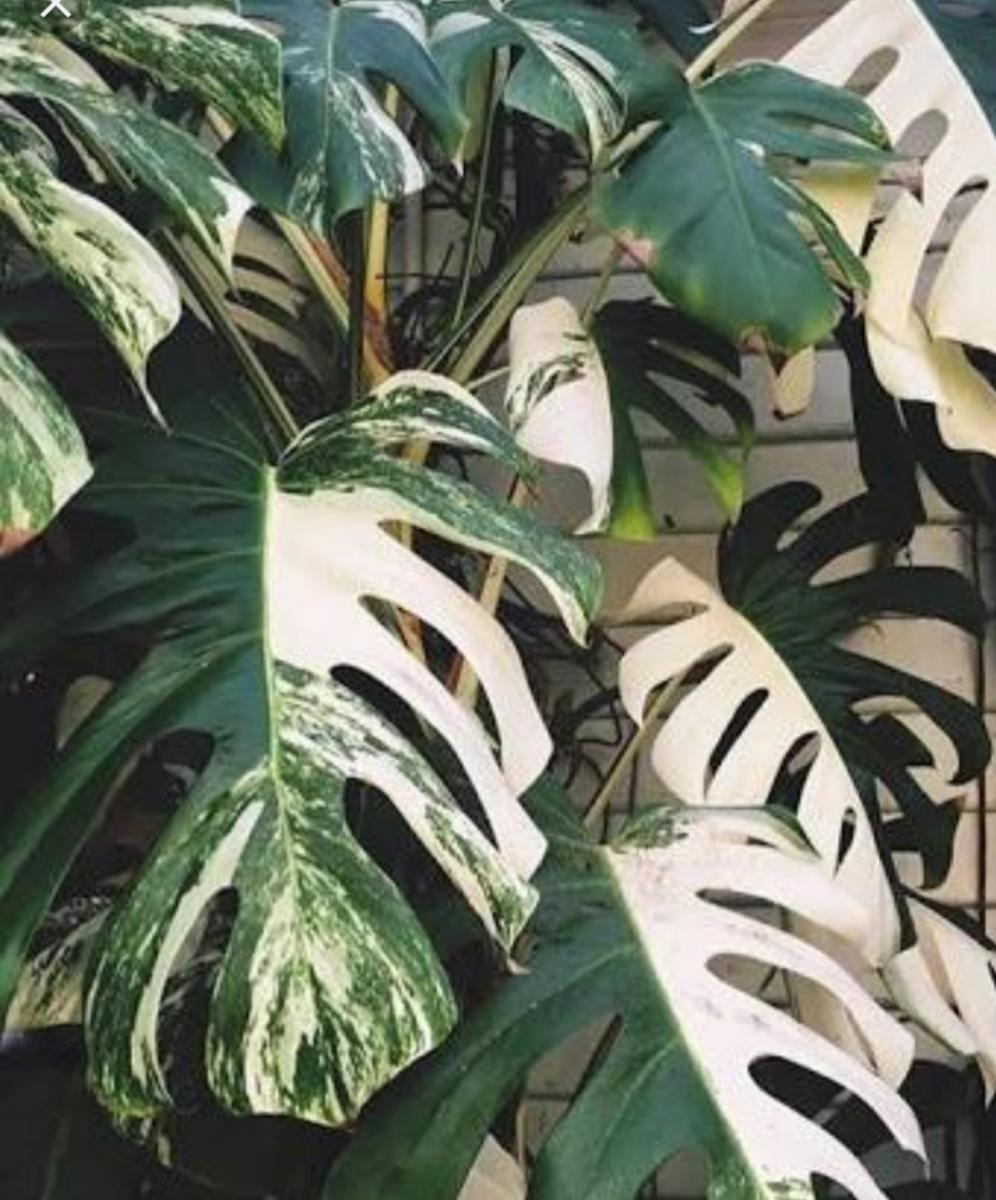 Looking For Variegated Monstera Ficus Etc Neighbourly Castor Bay Auckland