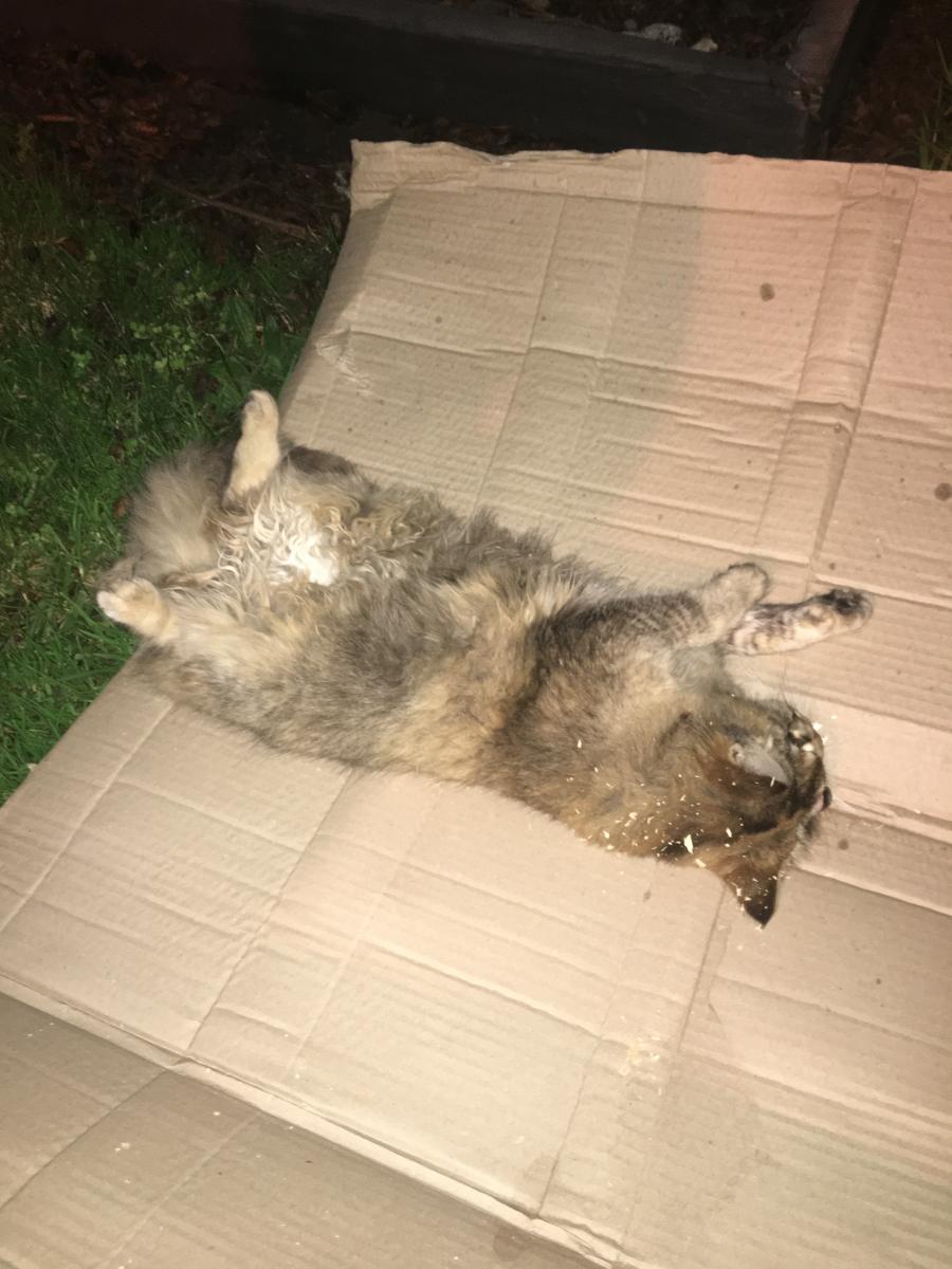 1820 Dead Pet Cat On Mays Road Image Upsetting Neighbourly