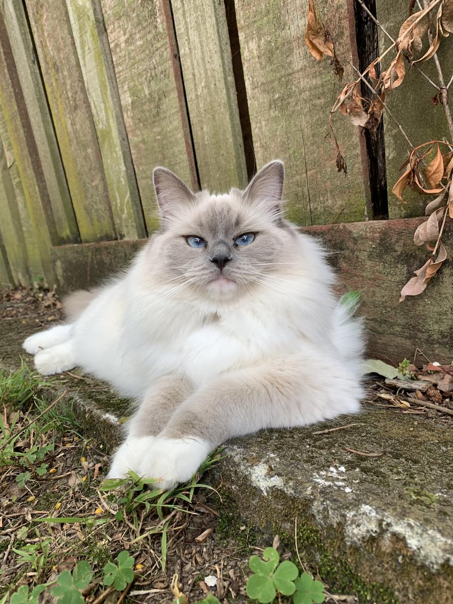 Lost store ragdoll cat