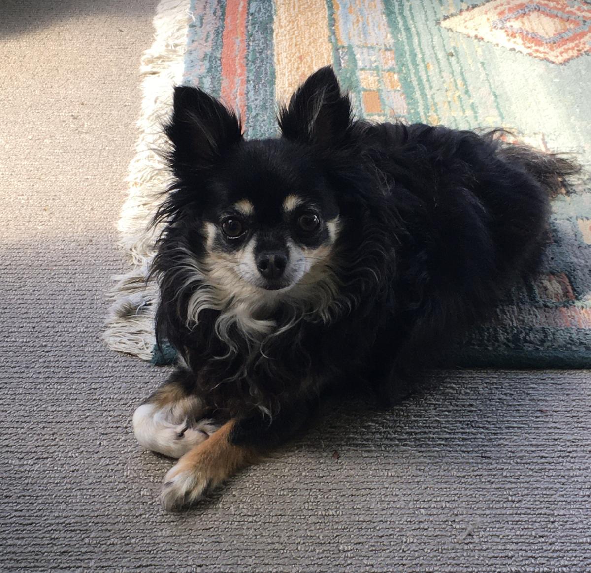 Found sale black chihuahua