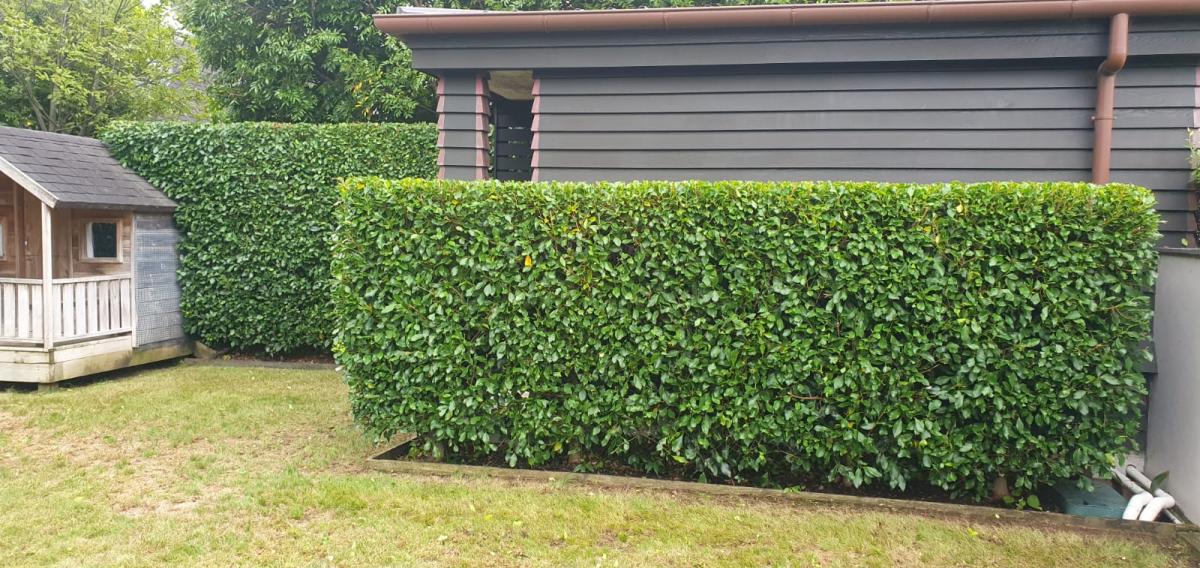 Hedge Trimming and Gardening Work Neighbourly Glendowie, Auckland