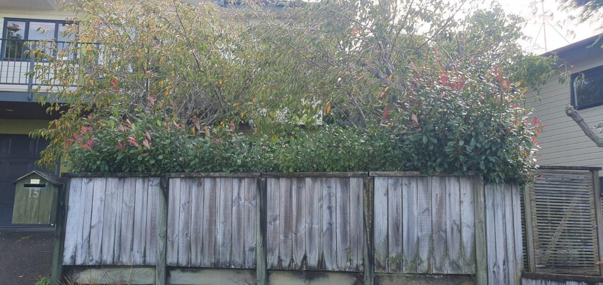 Hedge Trimming and Gardening Work Neighbourly Glendowie, Auckland