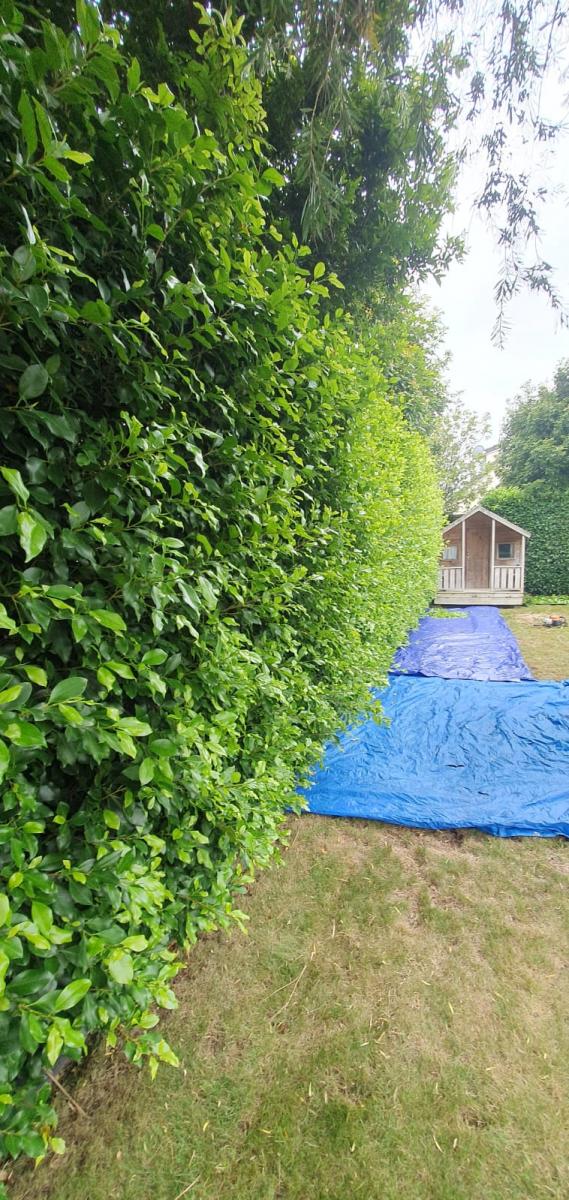 Hedge Trimming and Gardening Work Neighbourly Glendowie, Auckland