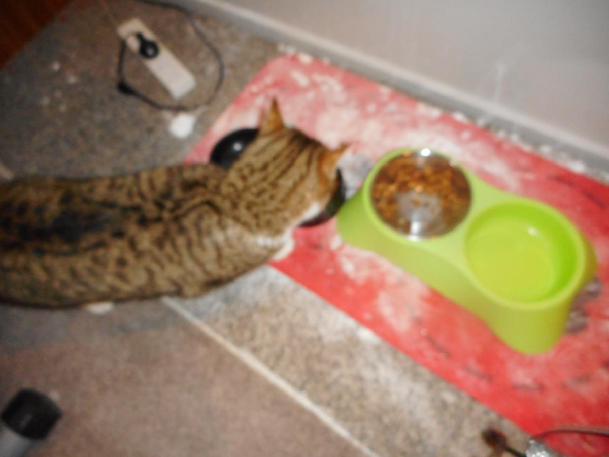 MICROCHIPPED STRAY CAT Neighbourly Ilam, Christchurch