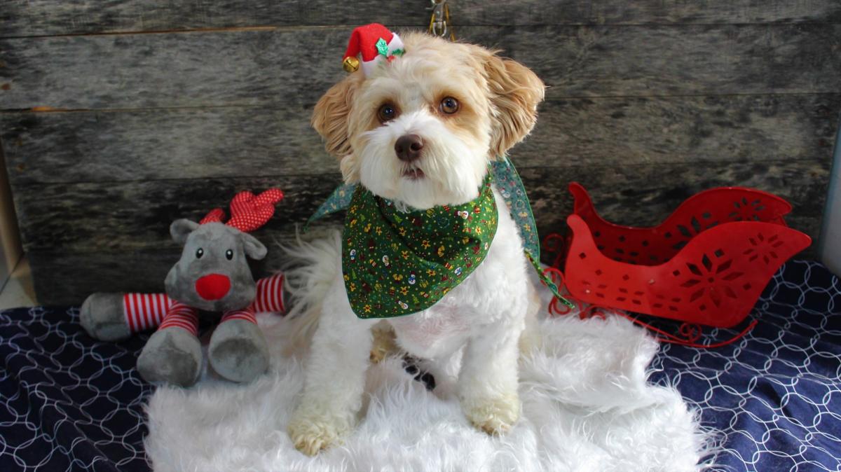 My Santa Paws photo entry Neighbourly North Dunedin, Dunedin